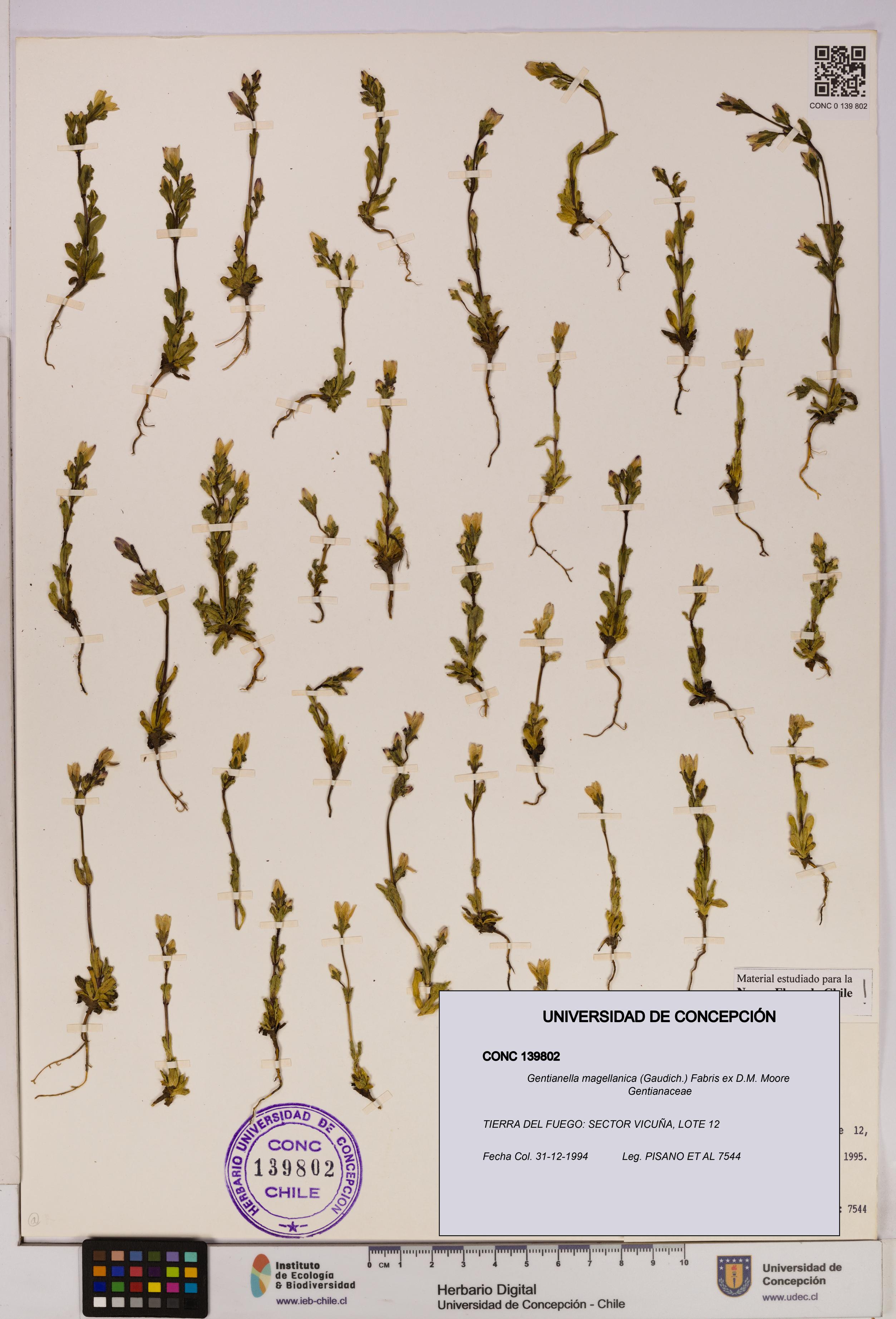 Gentianella magellanica [Espécimen: UDEC:CONC:0139802]