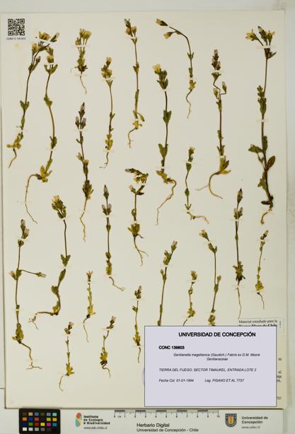 Gentianella magellanica [Espécimen: UDEC:CONC:0139803]