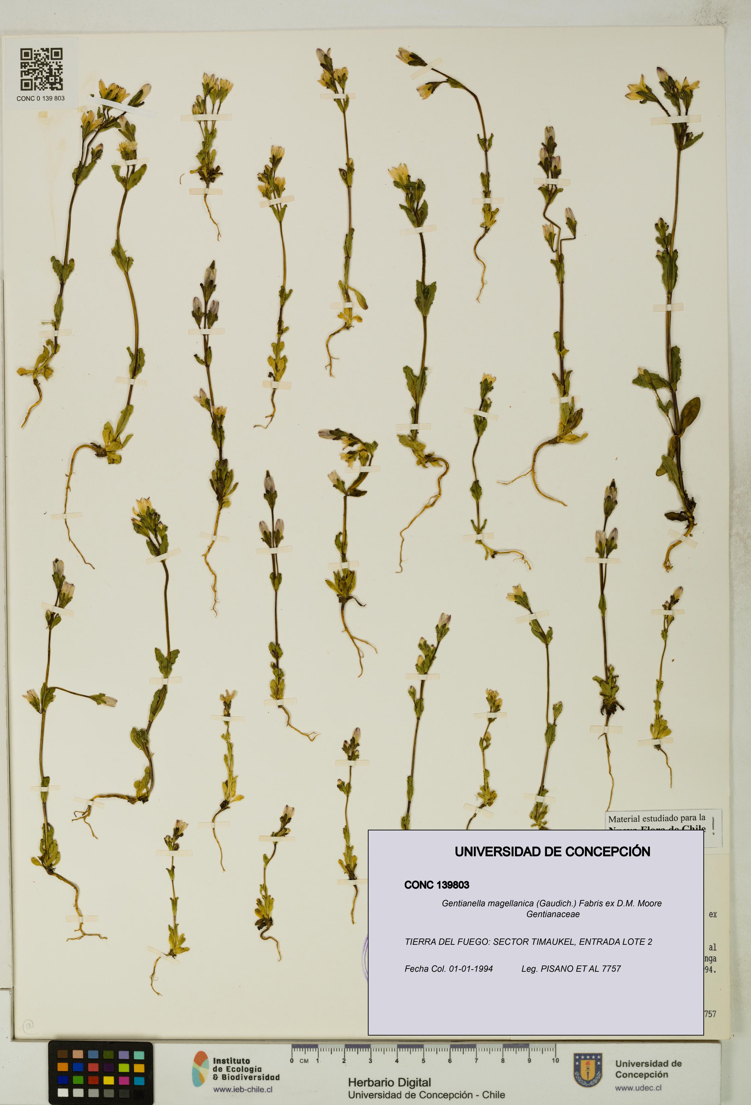 Gentianella magellanica [Espécimen: UDEC:CONC:0139803]