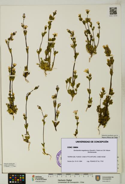 Gentianella magellanica [Espécimen: UDEC:CONC:0139804]