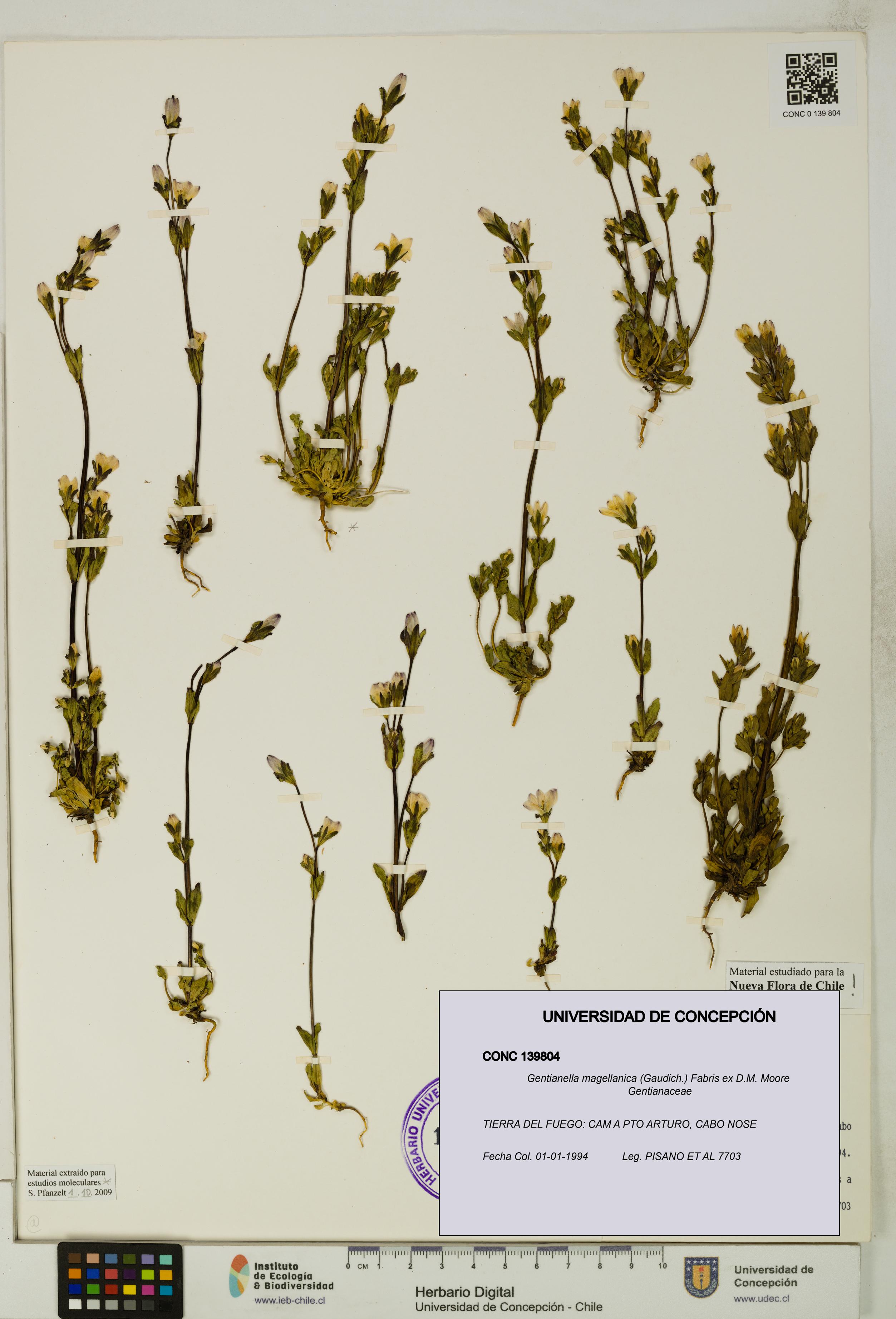 Gentianella magellanica [Espécimen: UDEC:CONC:0139804]