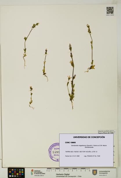 Gentianella magellanica [Espécimen: UDEC:CONC:0139805]