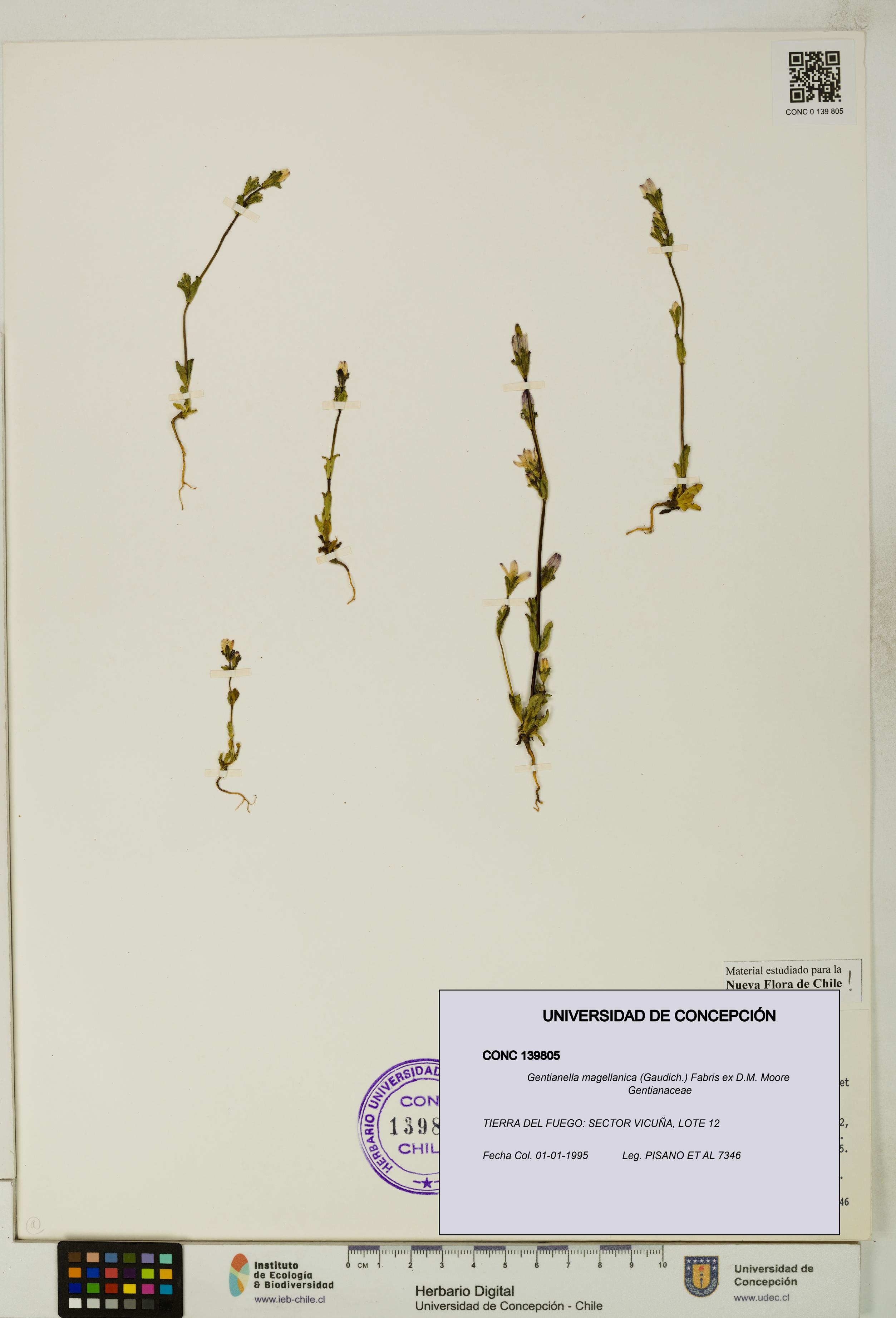 Gentianella magellanica [Espécimen: UDEC:CONC:0139805]