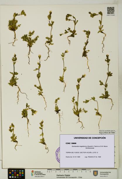 Gentianella magellanica [Espécimen: UDEC:CONC:0139806]