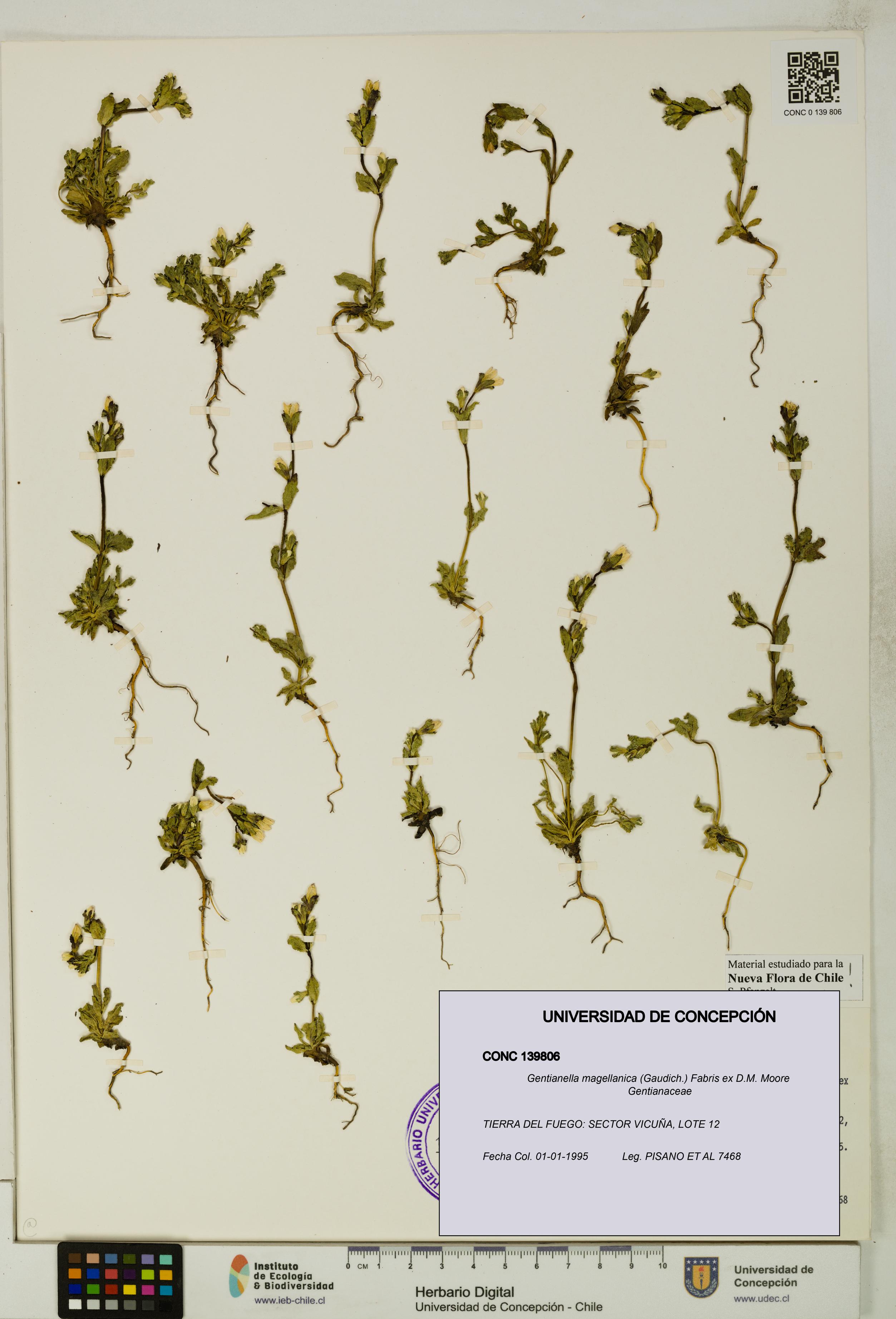 Gentianella magellanica [Espécimen: UDEC:CONC:0139806]