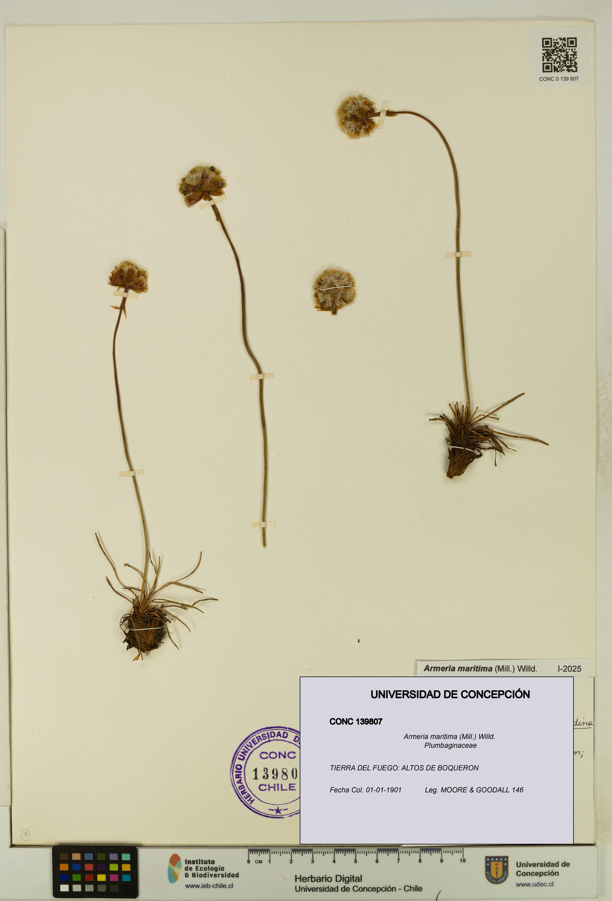 Armeria maritima [Espécimen: UDEC:CONC:0139807]
