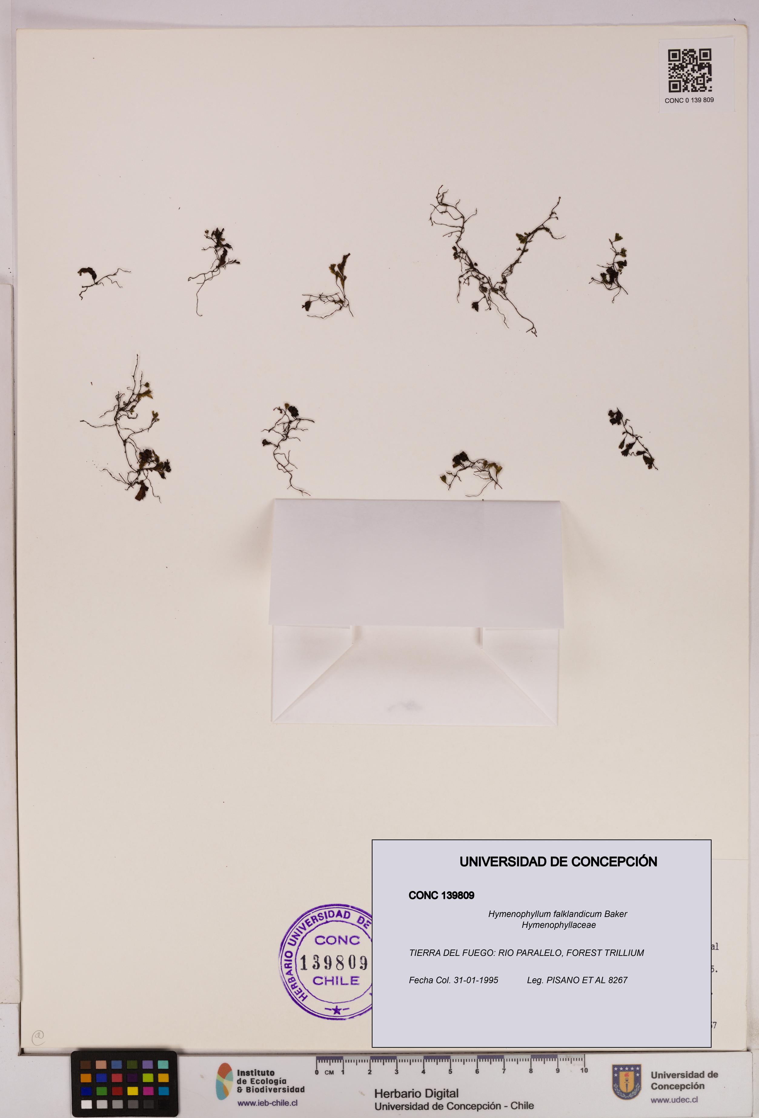 Hymenophyllum falklandicum [Espécimen: UDEC:CONC:0139809]