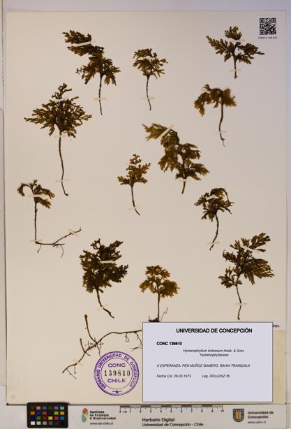 Hymenophyllum tortuosum [Espécimen: ]