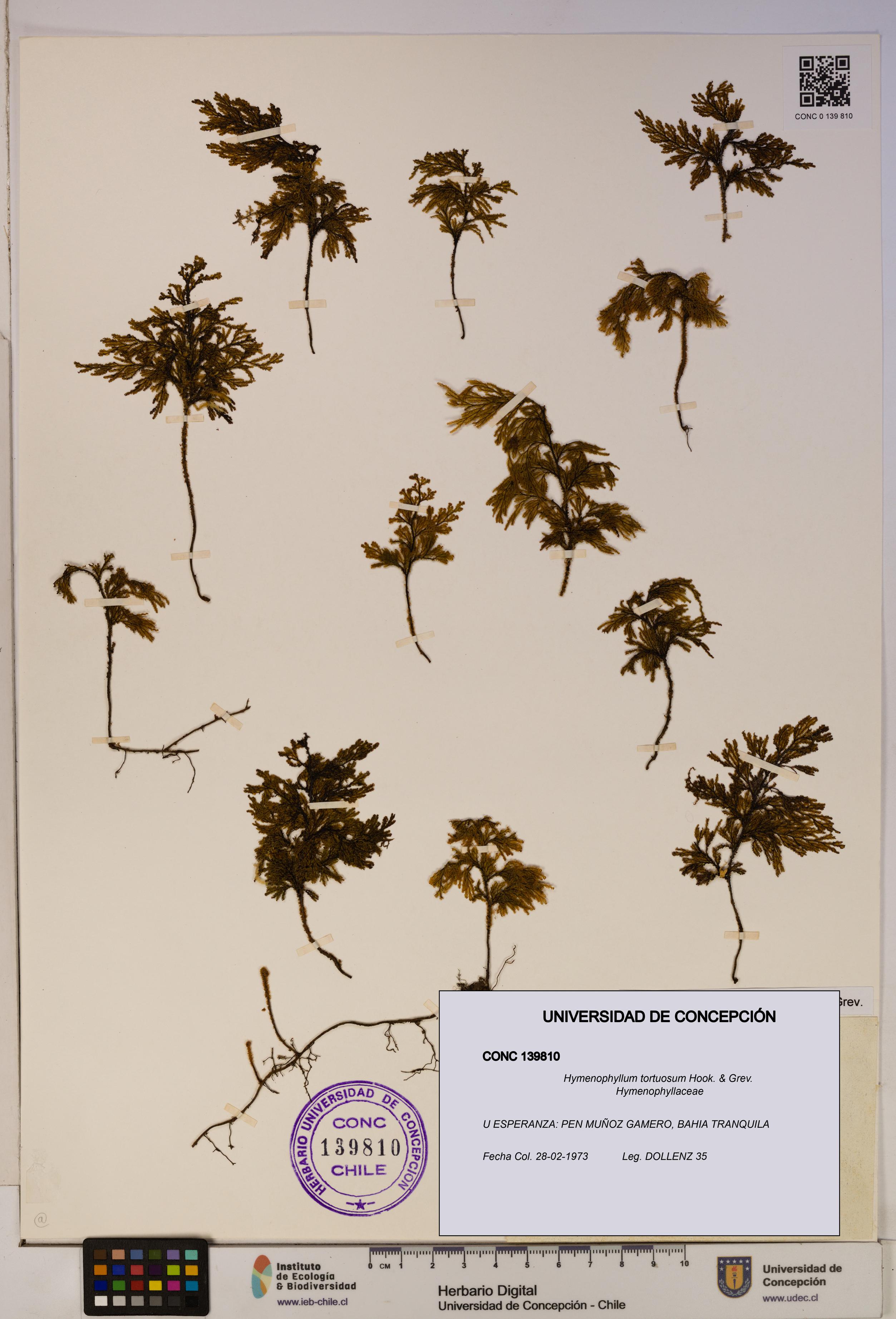 Hymenophyllum tortuosum [Espécimen: ]