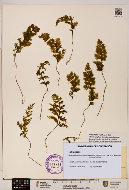 Hymenophyllum ferrugineum [Espécimen: UDEC:CONC:0139811]
