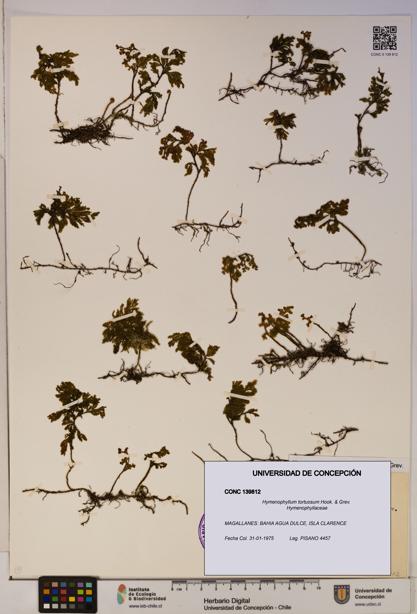 Hymenophyllum tortuosum [Espécimen: ]