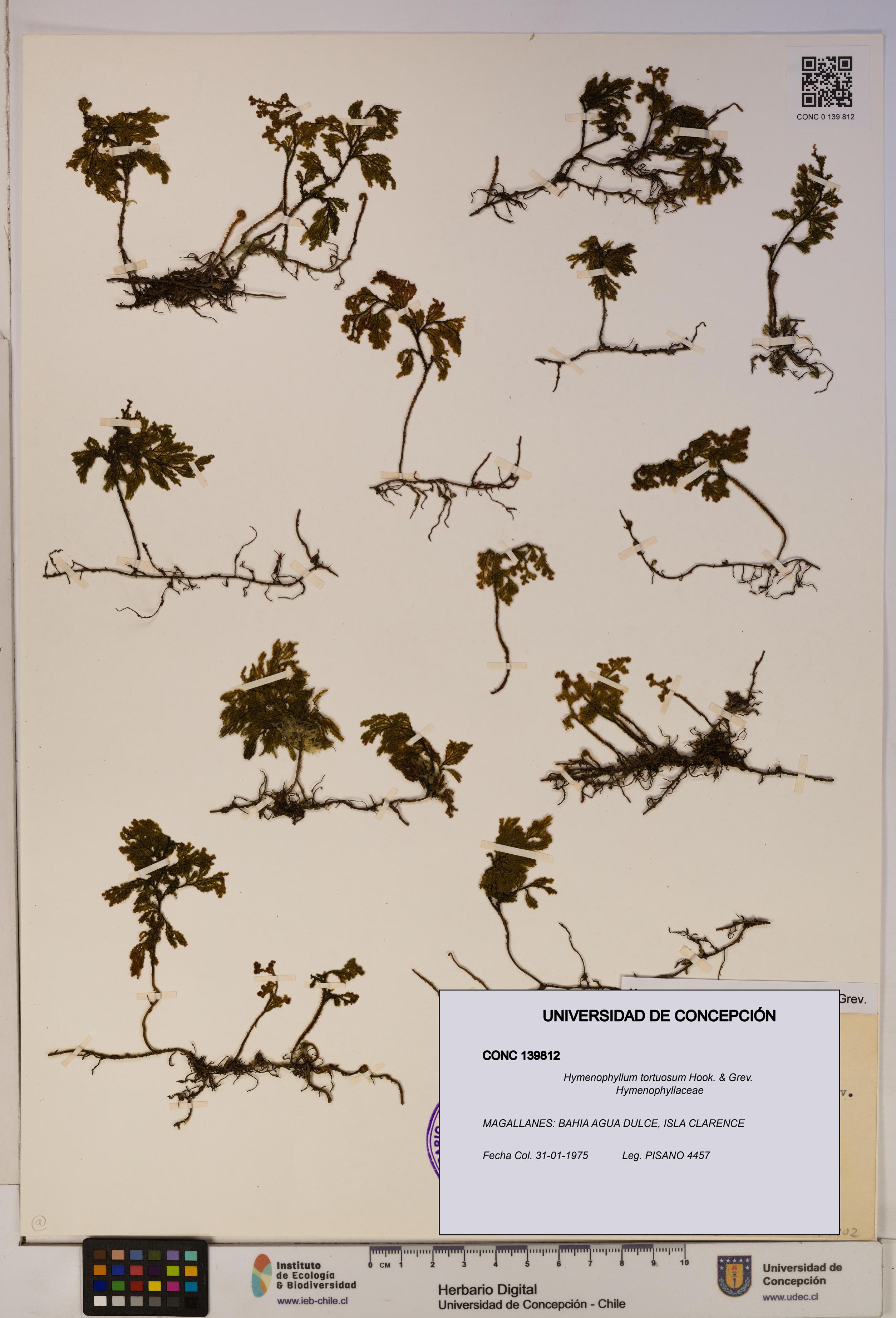 Hymenophyllum tortuosum [Espécimen: ]
