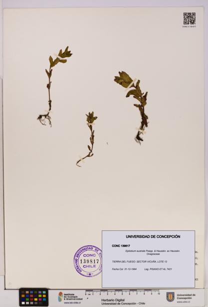 Epilobium australe [Espécimen: UDEC:CONC:0139817]