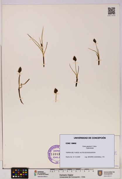 Carex gayana [Espécimen: UDEC:CONC:0139832]