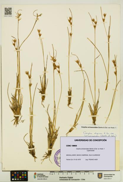 Carpha schoenoides [Espécimen: UDEC:CONC:0139833]