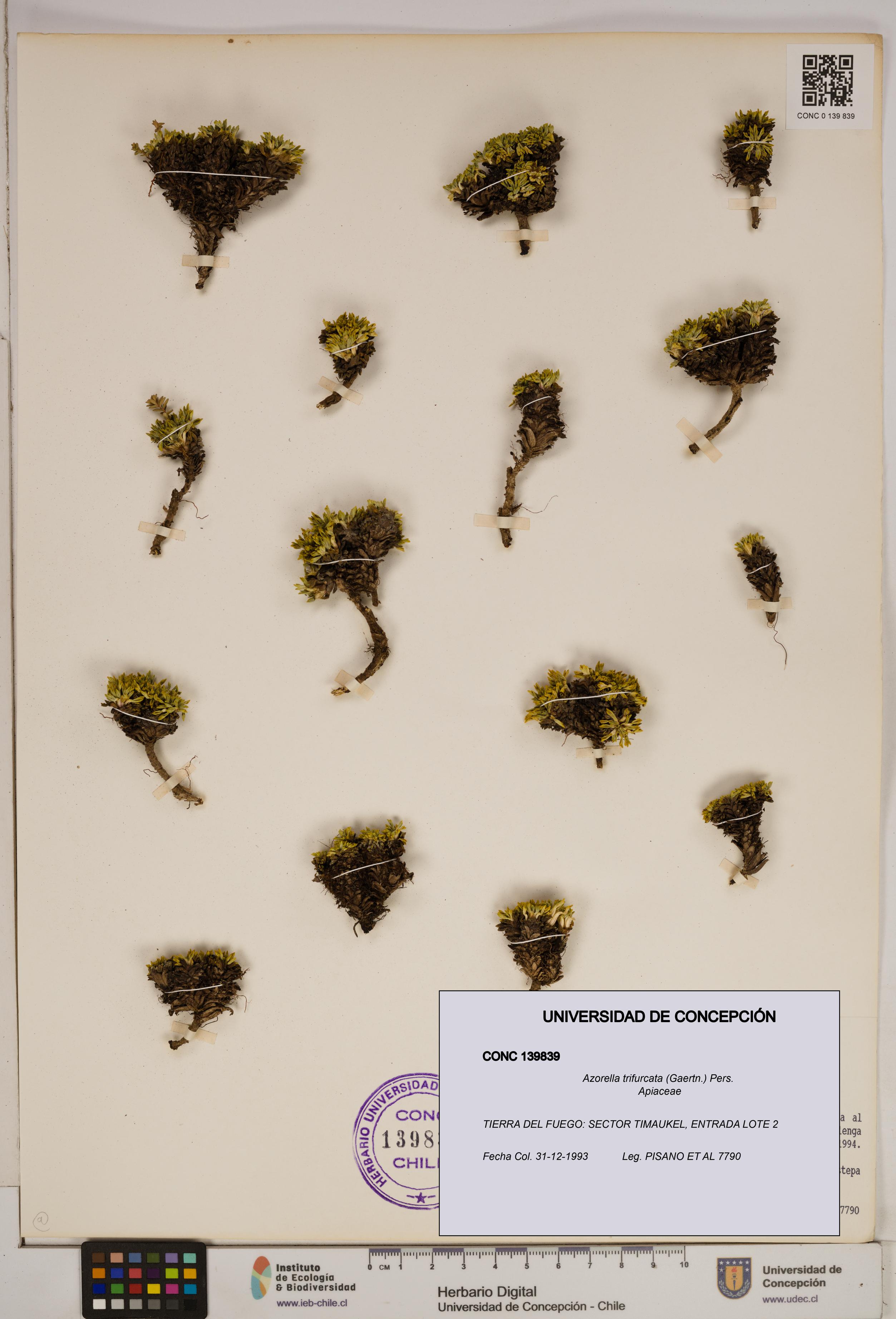 Azorella trifurcata [Espécimen: ]