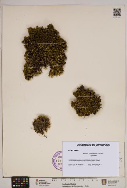 Azorella lycopodioides [Espécimen: ]