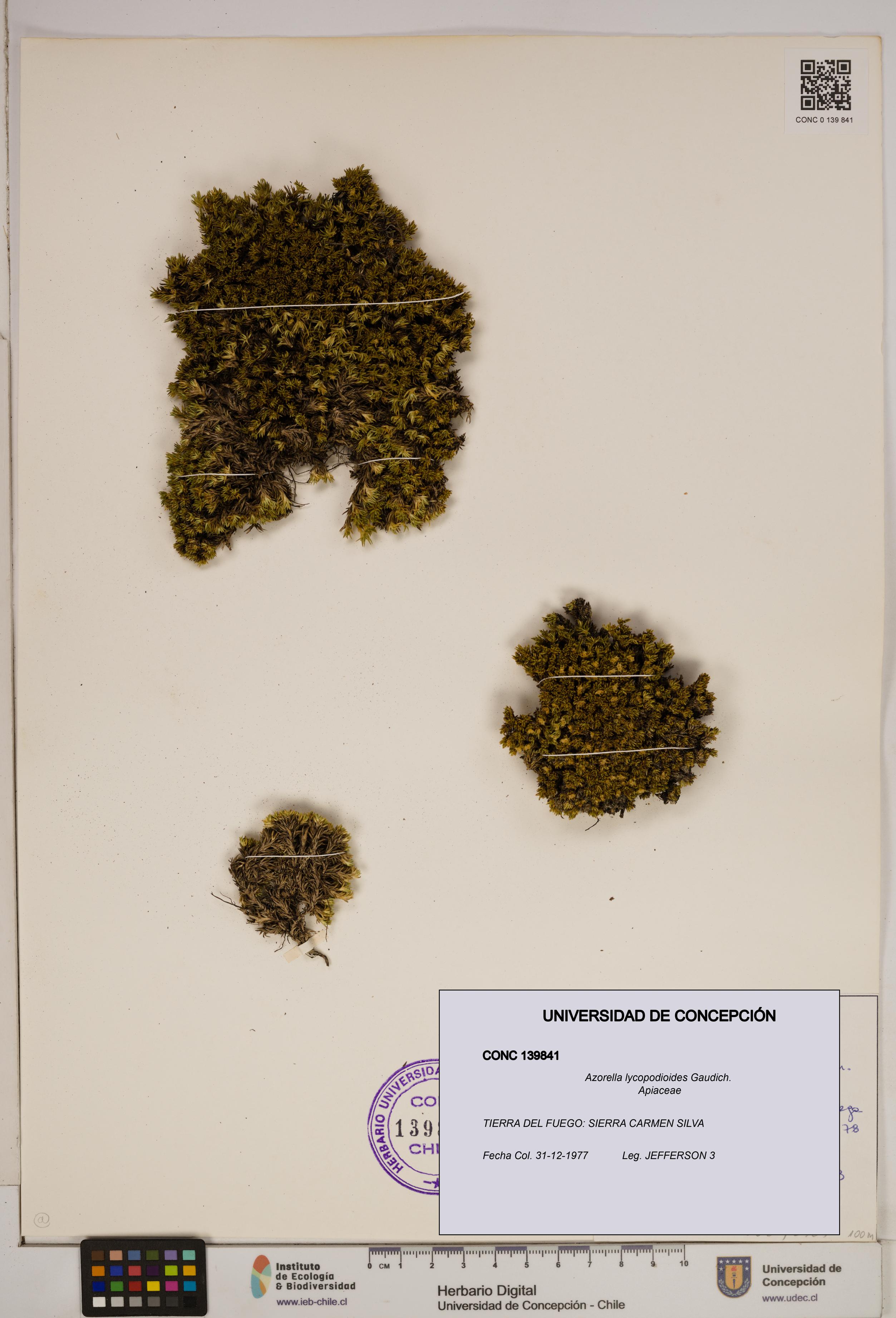 Azorella lycopodioides [Espécimen: ]
