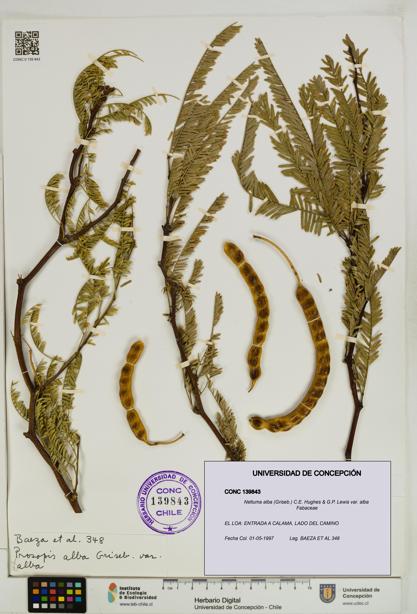 Neltuma alba var. alba [Espécimen: UDEC:CONC:0139843]