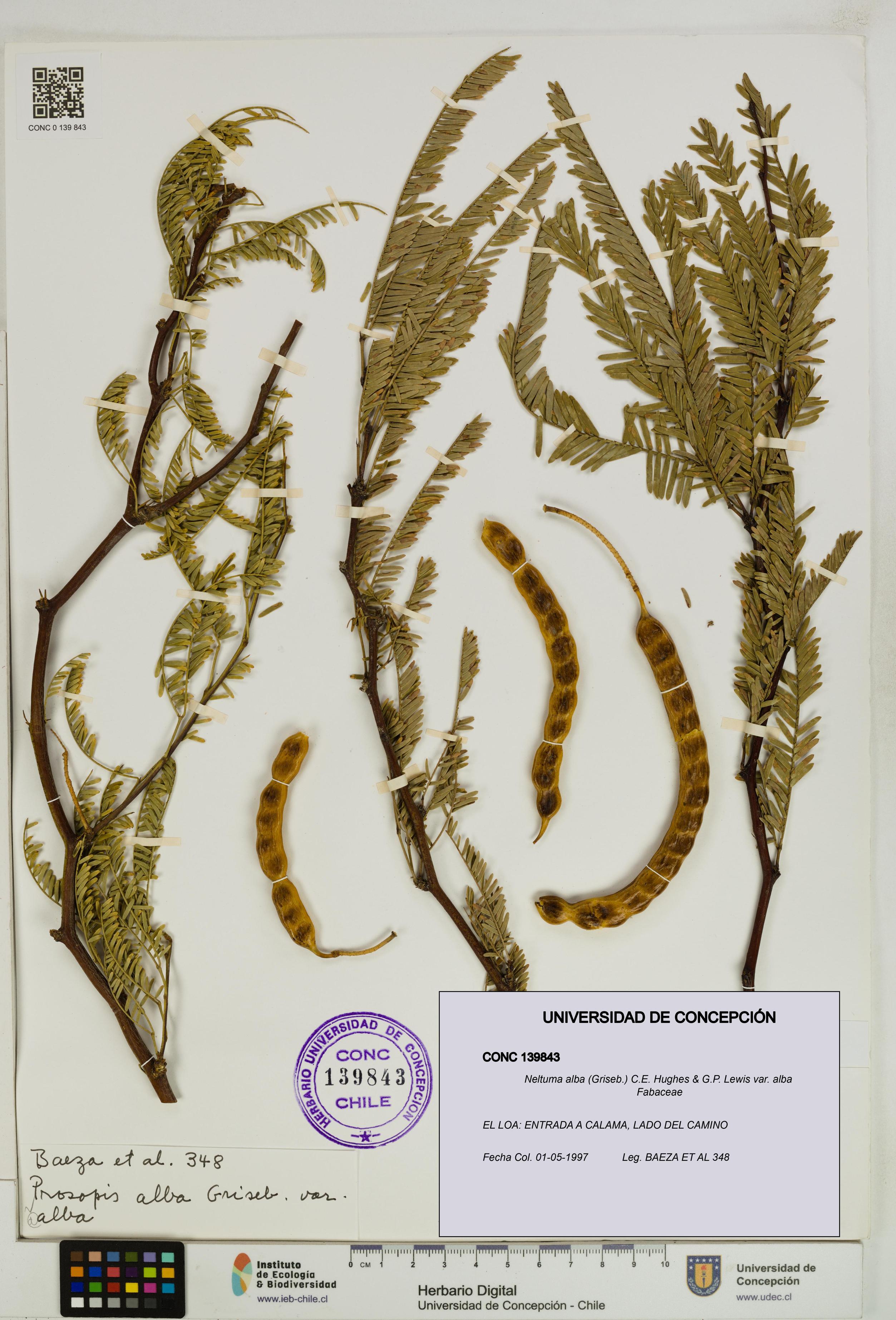 Neltuma alba var. alba [Espécimen: UDEC:CONC:0139843]