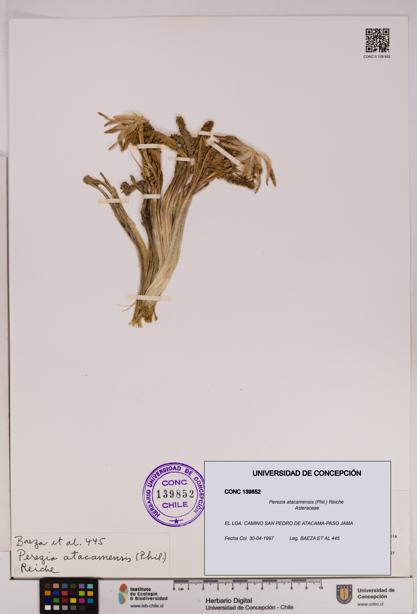 Perezia atacamensis [Espécimen: UDEC:CONC:0139852]