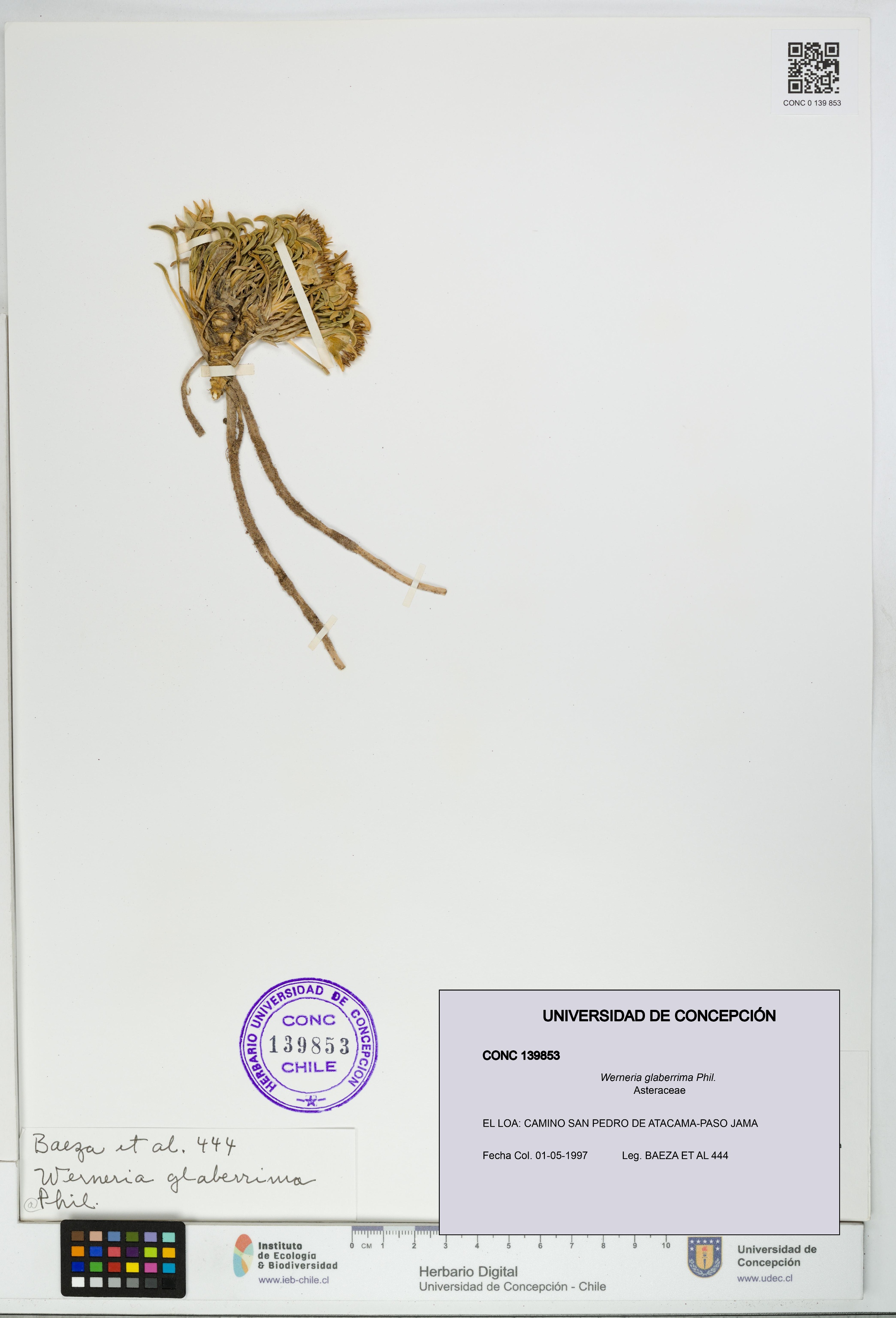 Werneria glaberrima [Espécimen: UDEC:CONC:0139853]