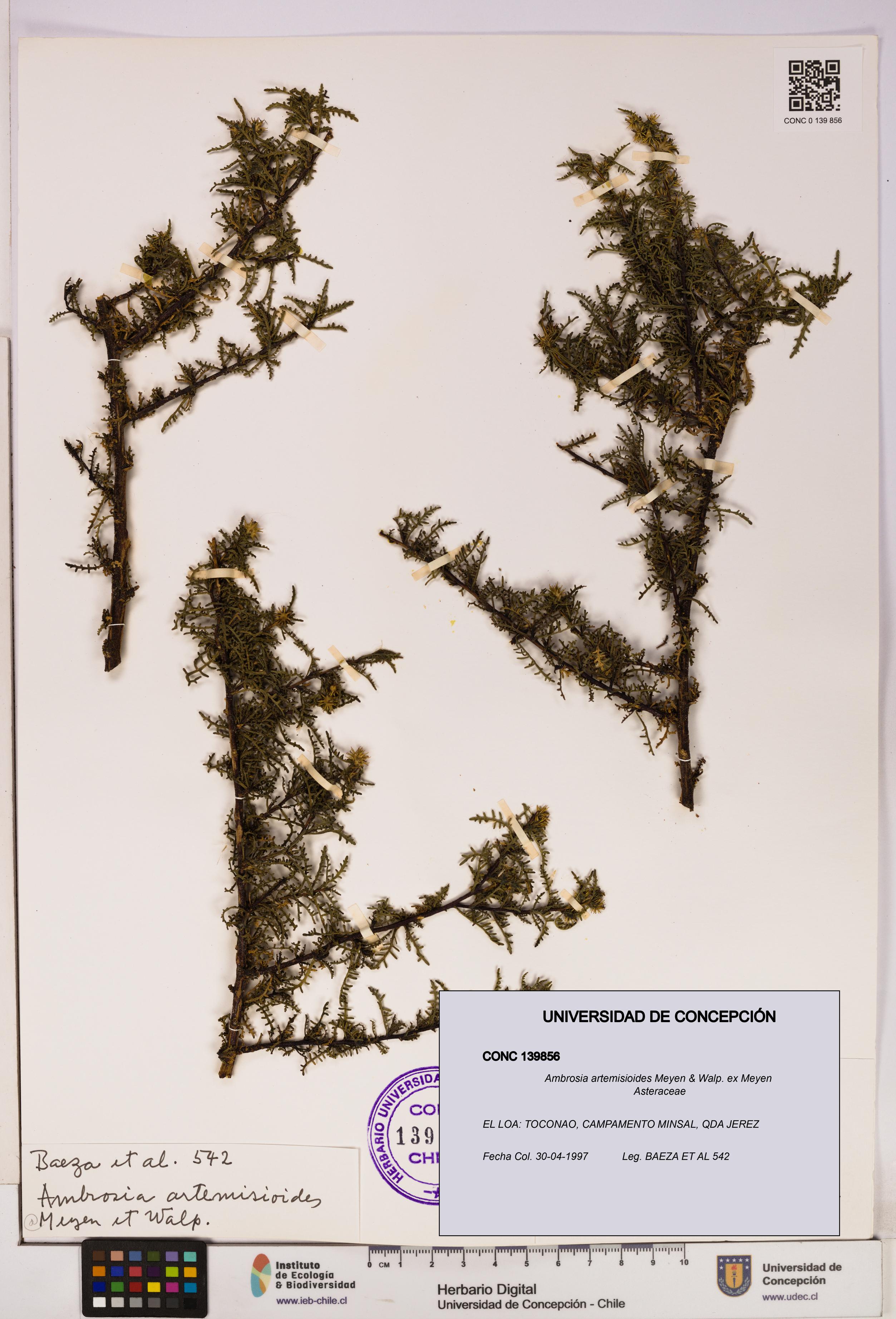 Ambrosia artemisioides [Espécimen: UDEC:CONC:0139856]
