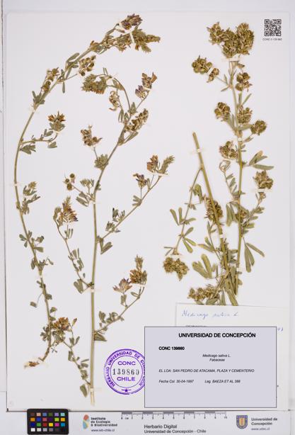 Medicago sativa [Espécimen: ]