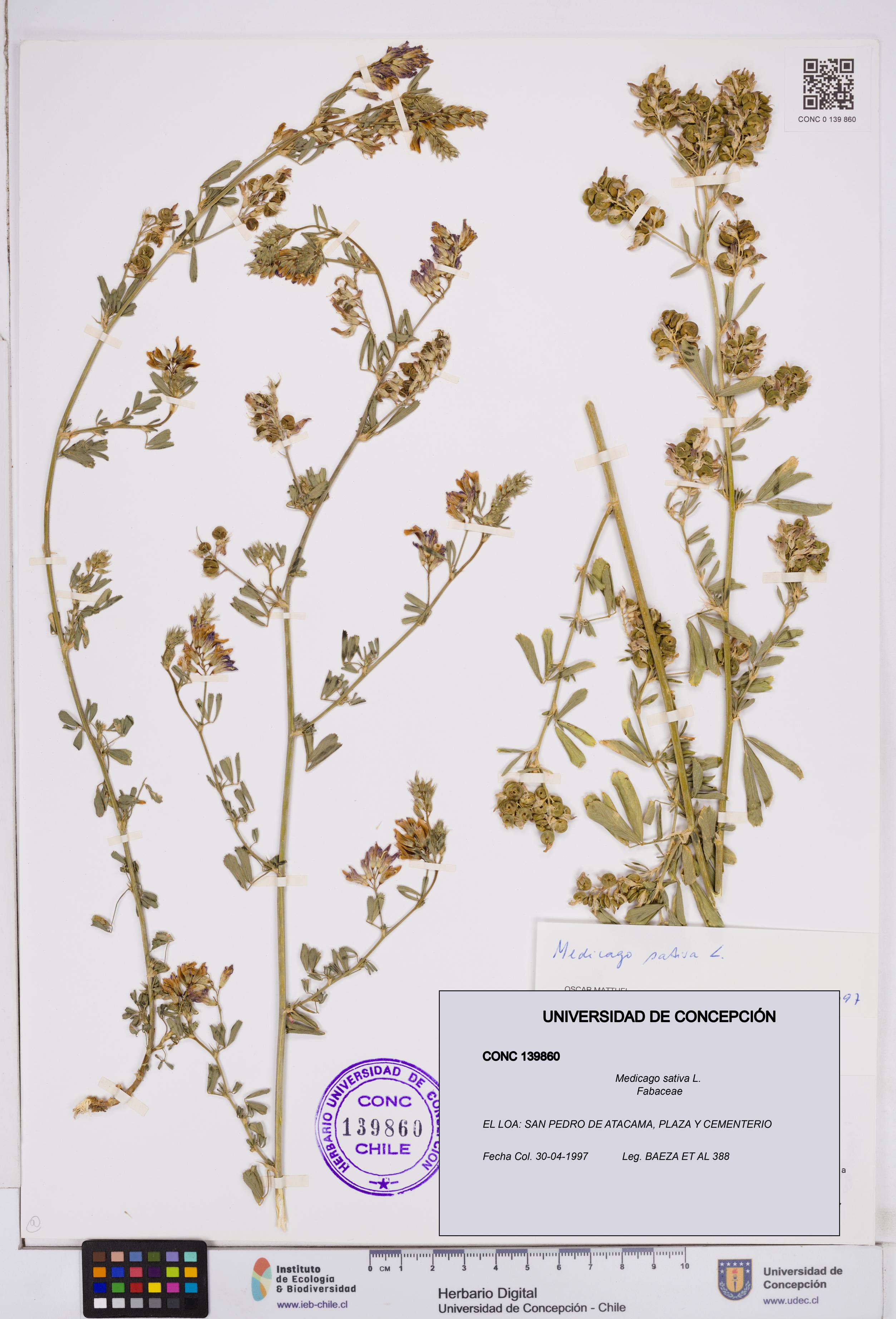 Medicago sativa [Espécimen: ]