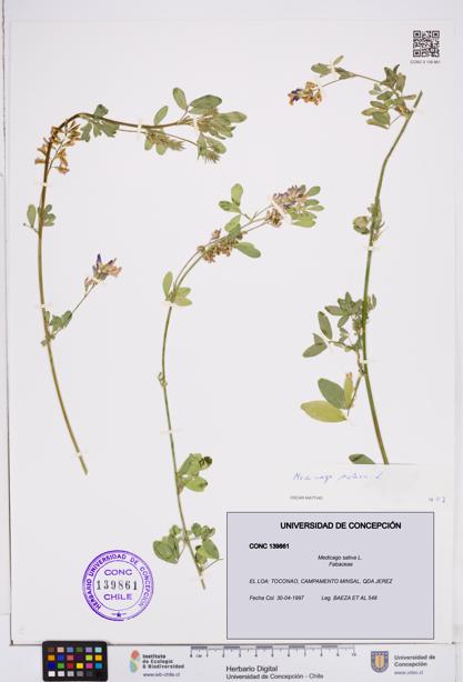 Medicago sativa [Espécimen: ]