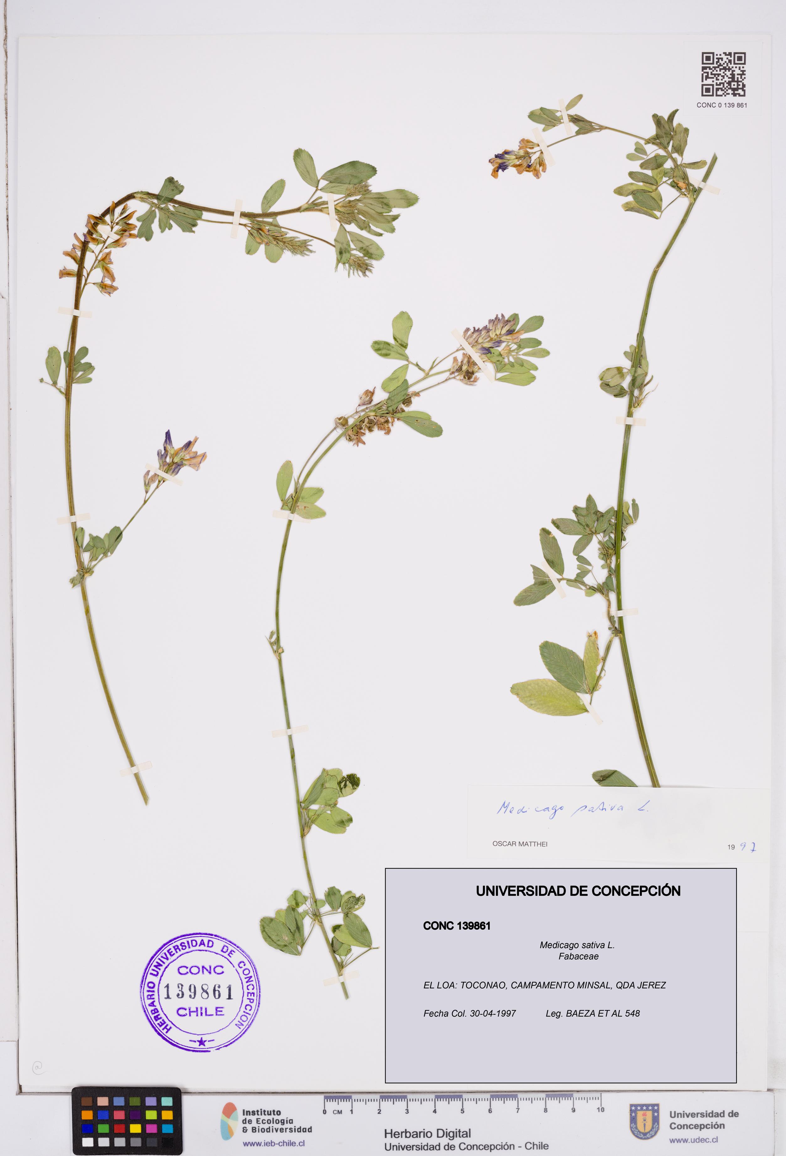 Medicago sativa [Espécimen: ]