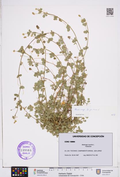 Medicago lupulina [Espécimen: ]