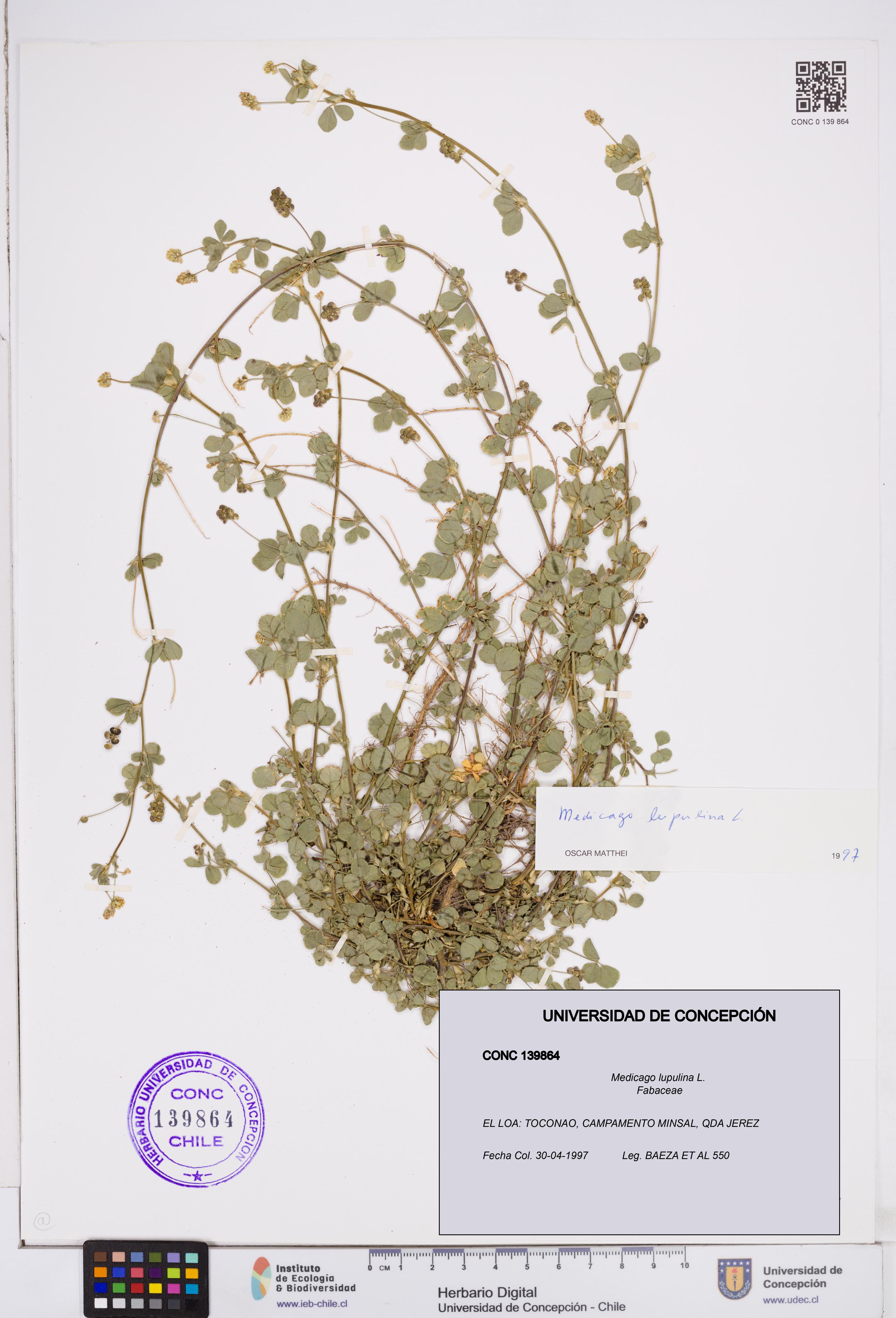 Medicago lupulina [Espécimen: ]