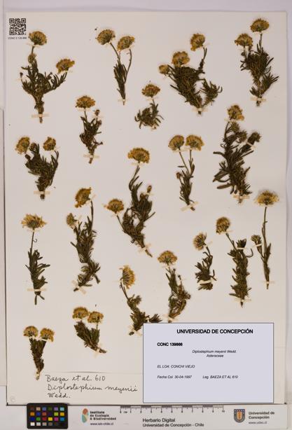Diplostephium meyenii [Espécimen: UDEC:CONC:0139866]