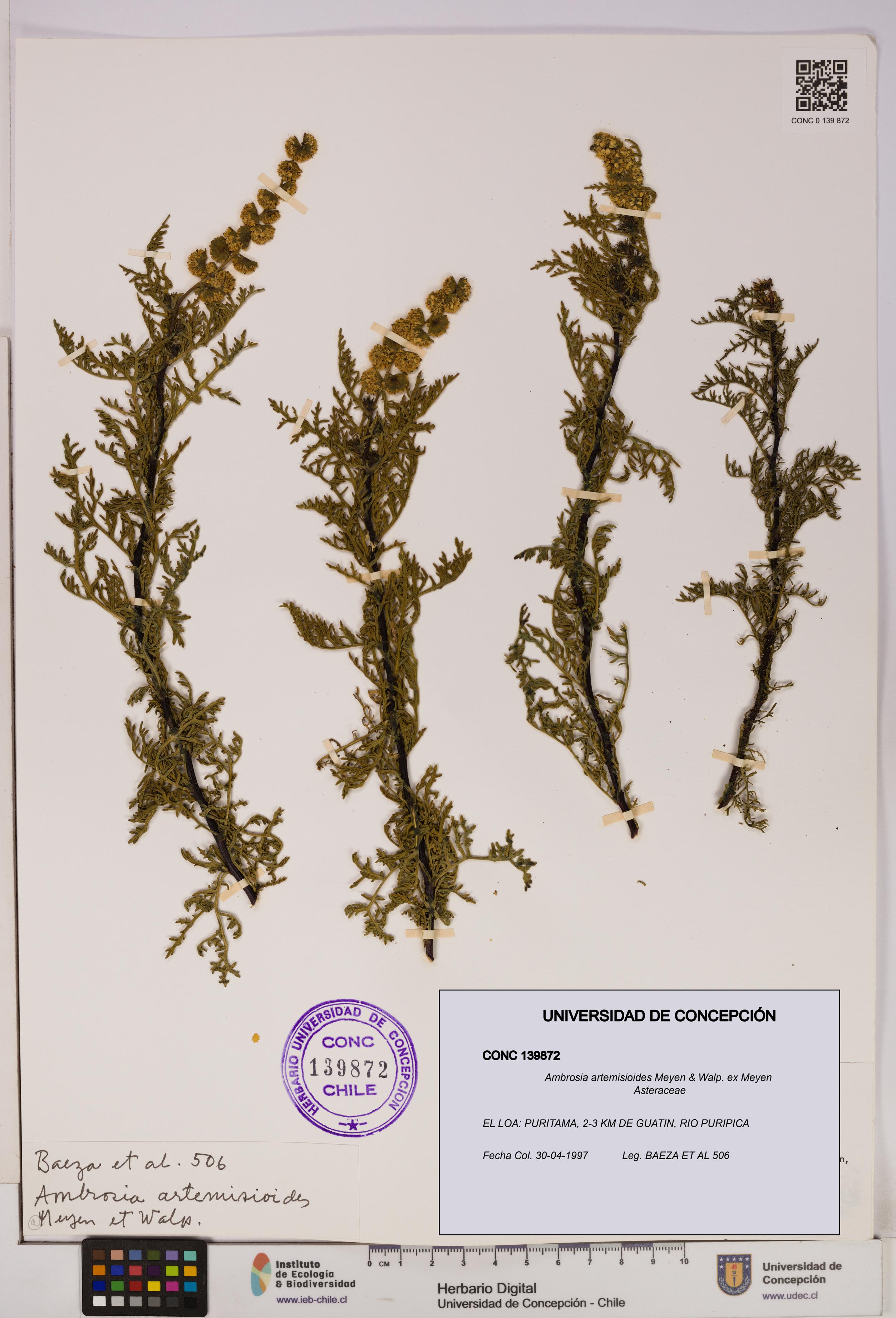 Ambrosia artemisioides [Espécimen: UDEC:CONC:0139872]