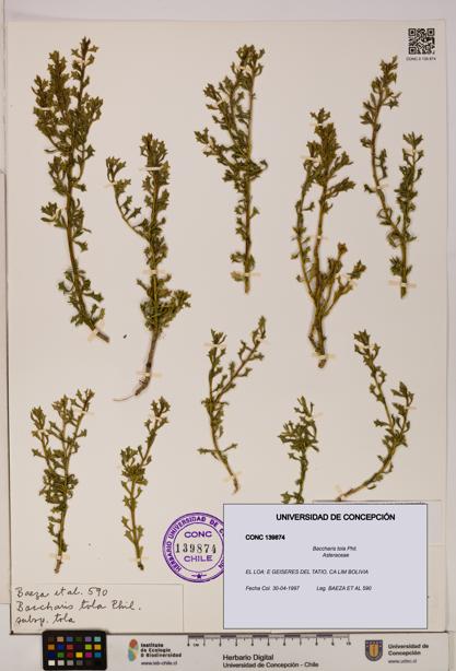 Baccharis tola [Espécimen: UDEC:CONC:0139874]