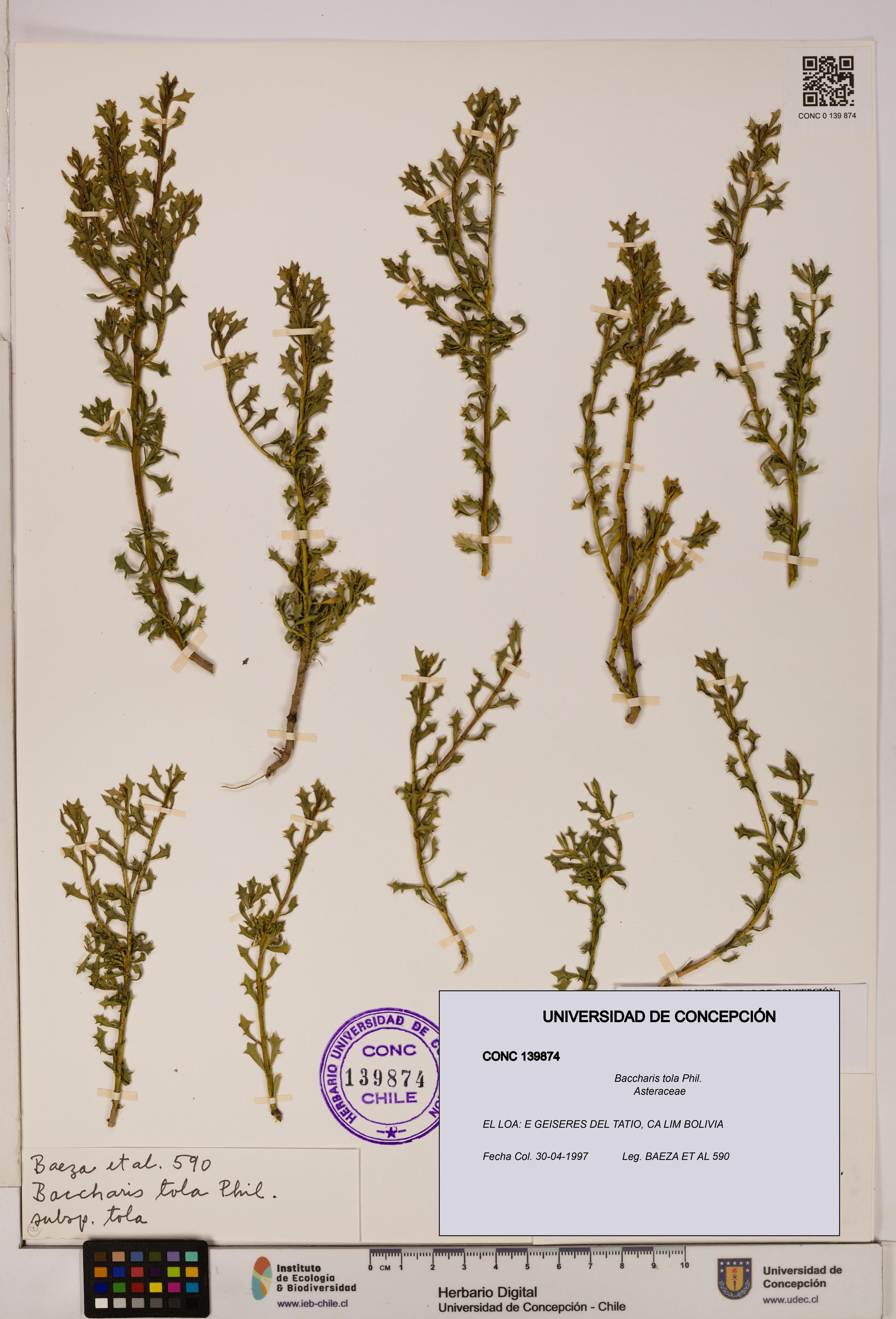 Baccharis tola [Espécimen: UDEC:CONC:0139874]