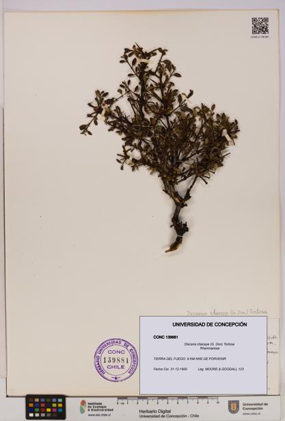 Discaria chacaye [Espécimen: UDEC:CONC:0139881]