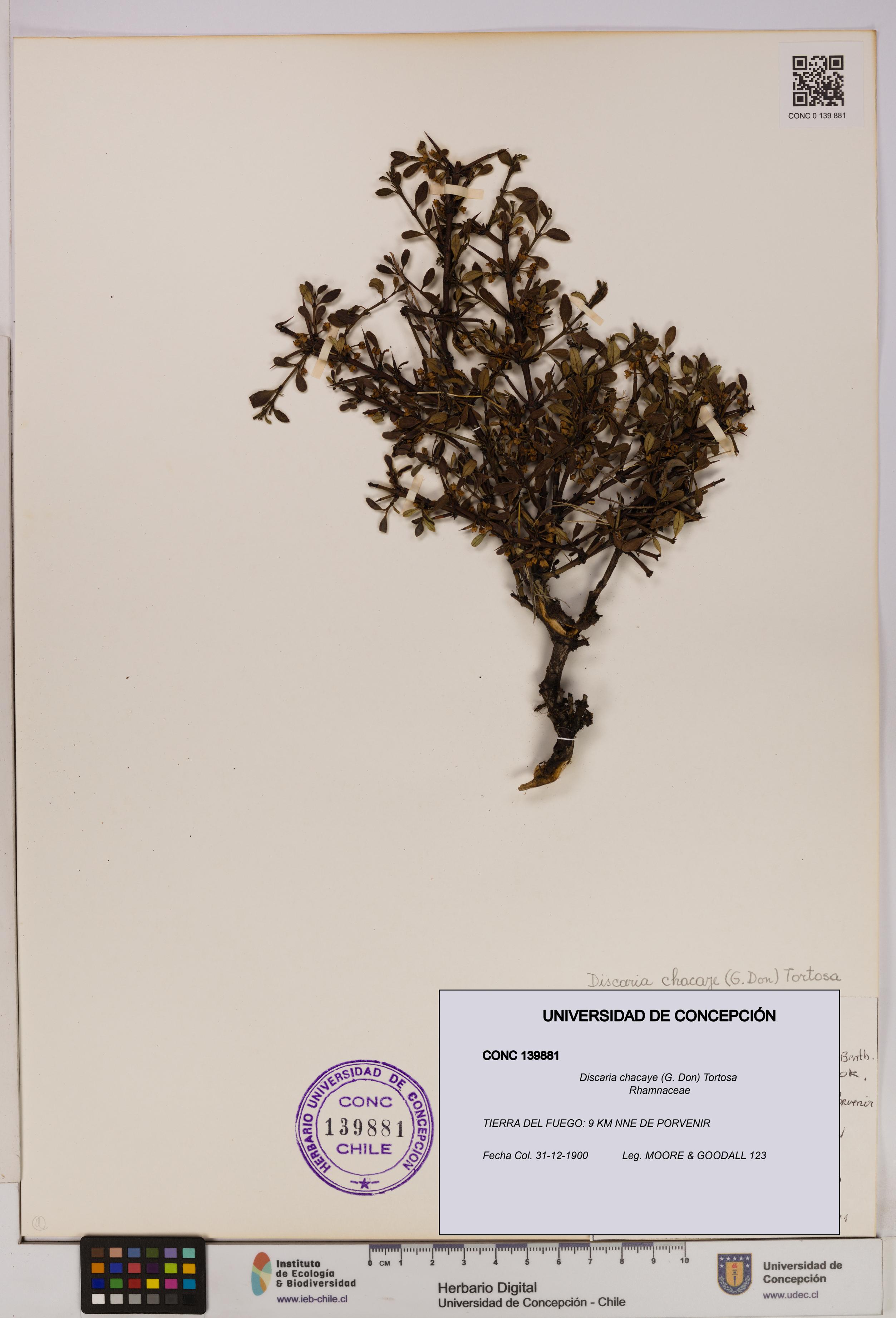 Discaria chacaye [Espécimen: UDEC:CONC:0139881]