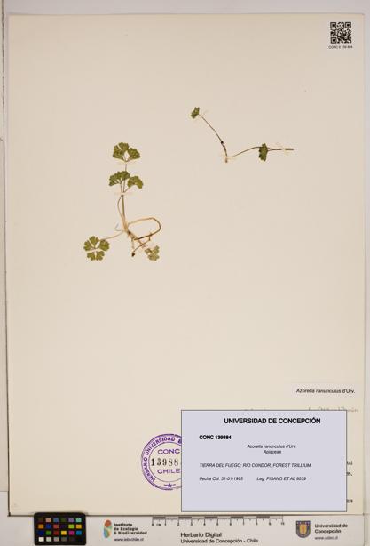 Azorella ranunculus [Espécimen: ]