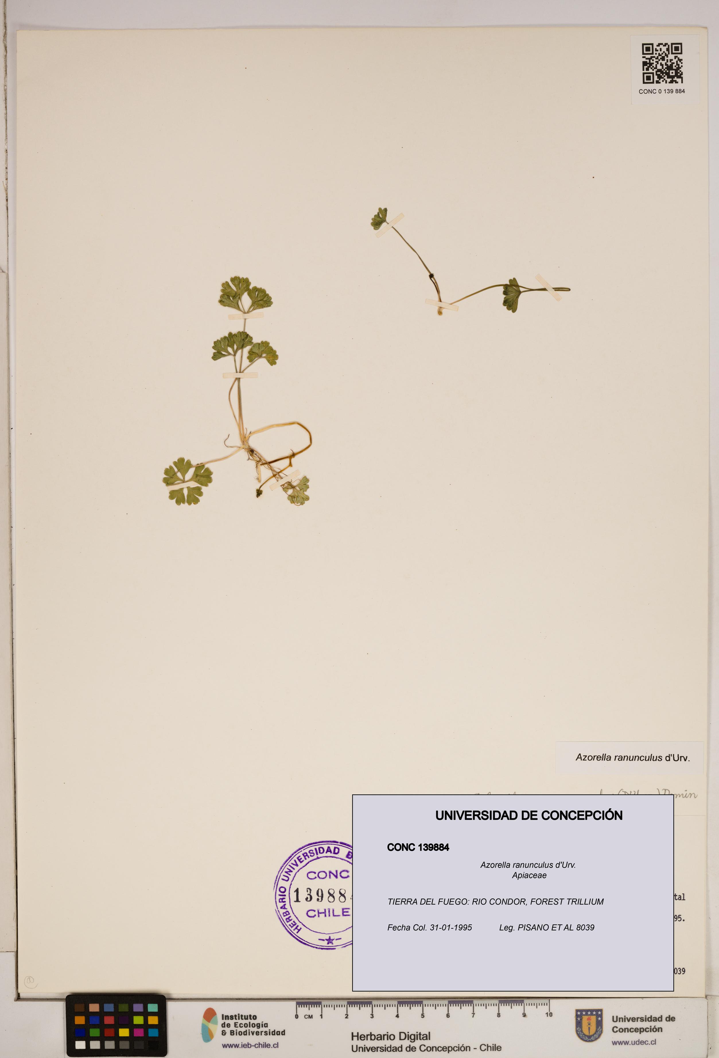 Azorella ranunculus [Espécimen: ]