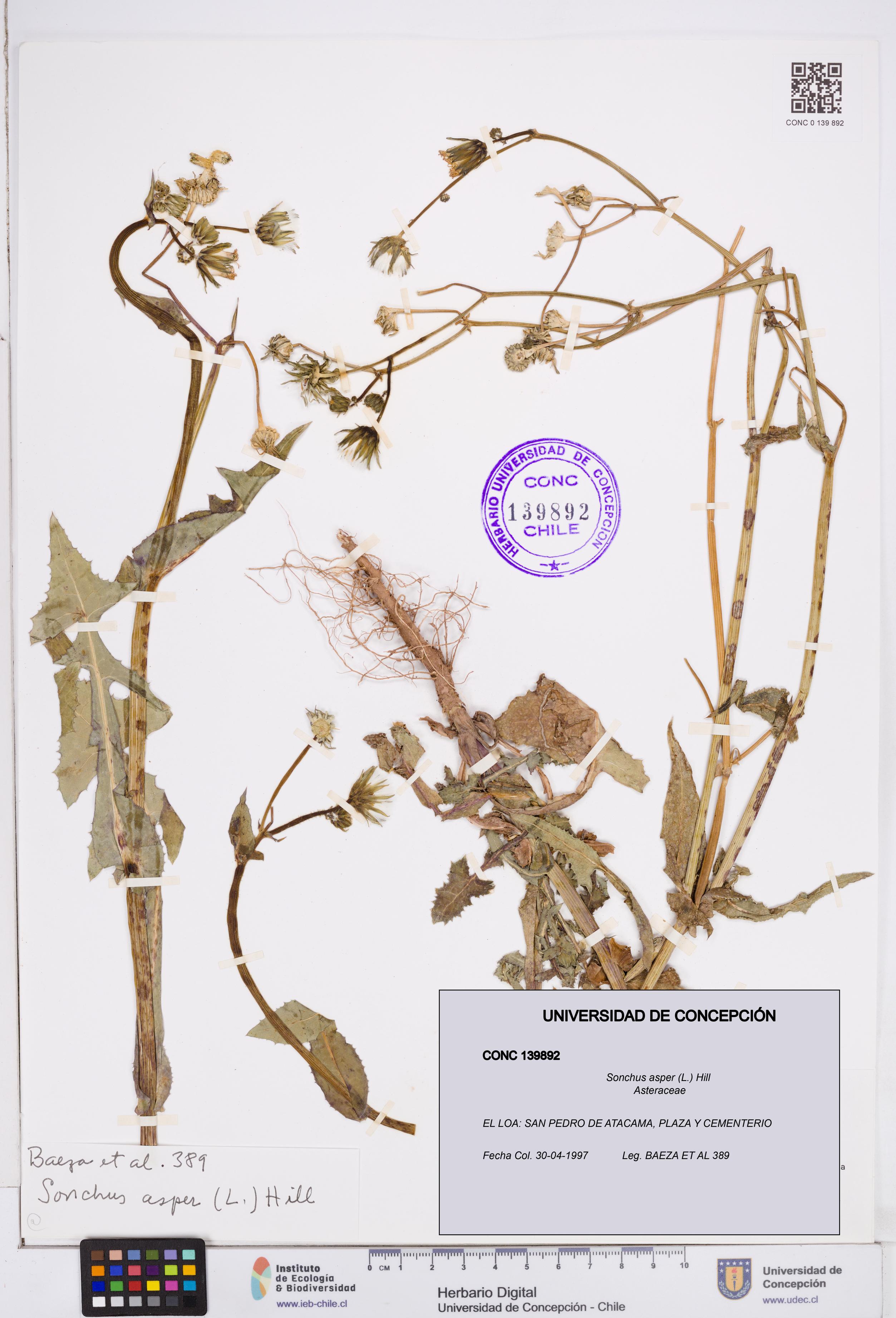 Sonchus asper [Espécimen: ]