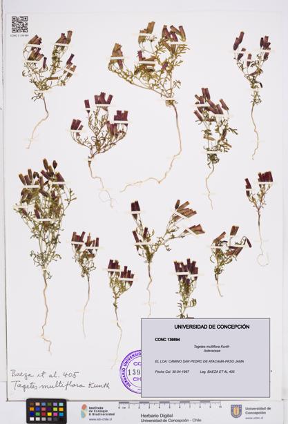 Tagetes multiflora [Espécimen: ]