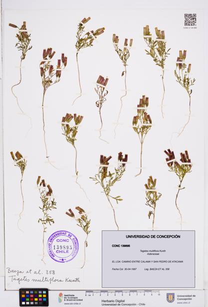 Tagetes multiflora [Espécimen: ]