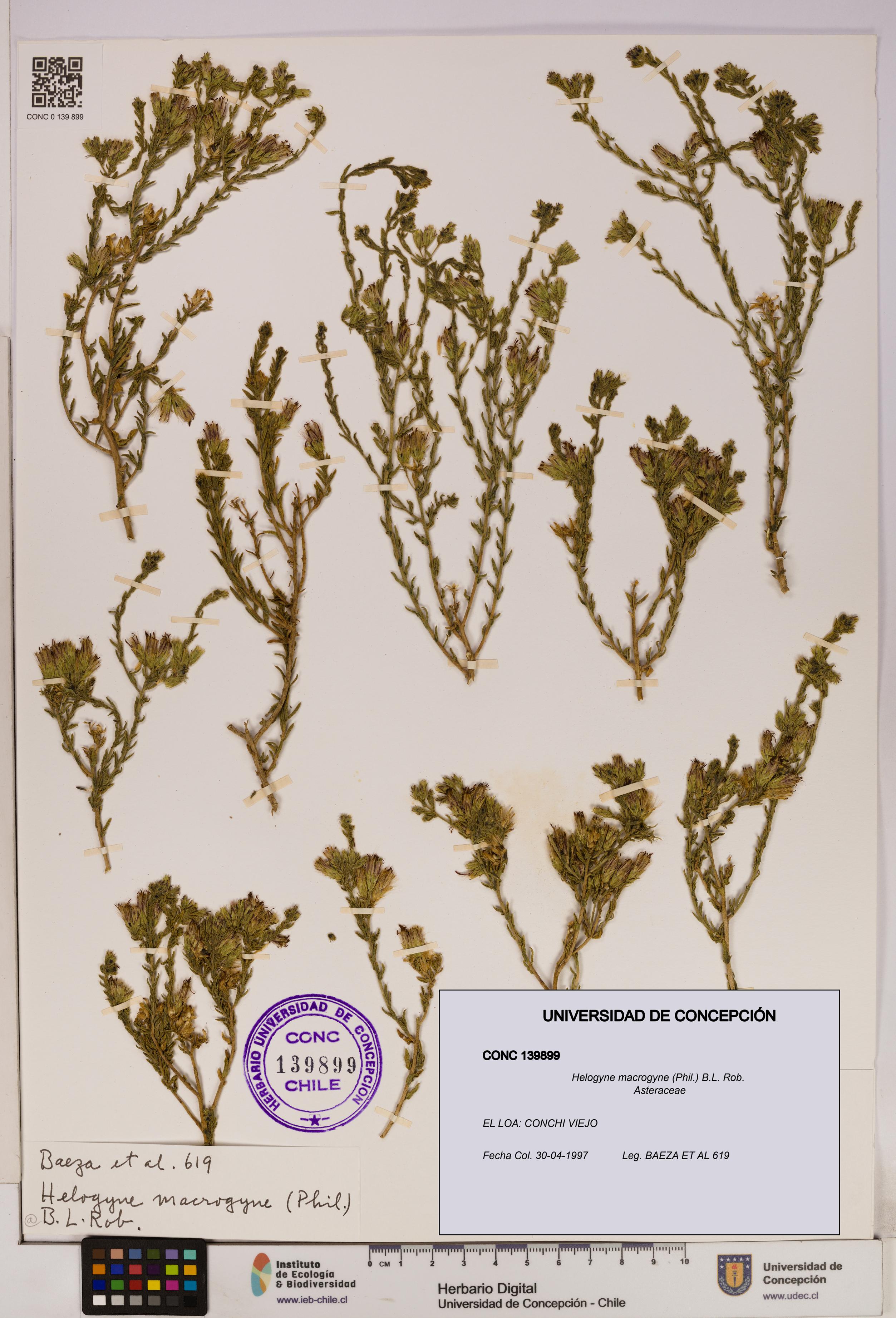 Helogyne macrogyne [Espécimen: UDEC:CONC:0139899]