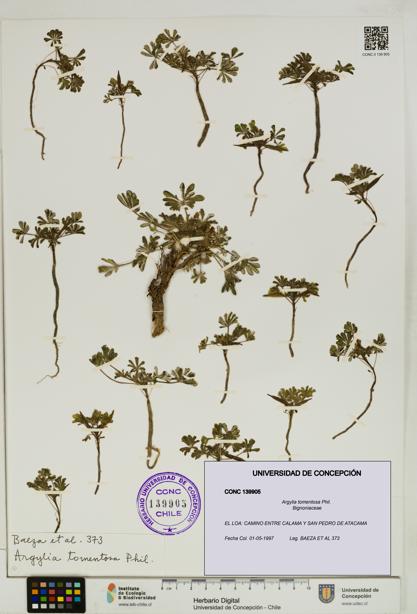 Argylia tomentosa [Espécimen: UDEC:CONC:0139905]