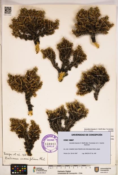 Azorella trisecta [Espécimen: ]