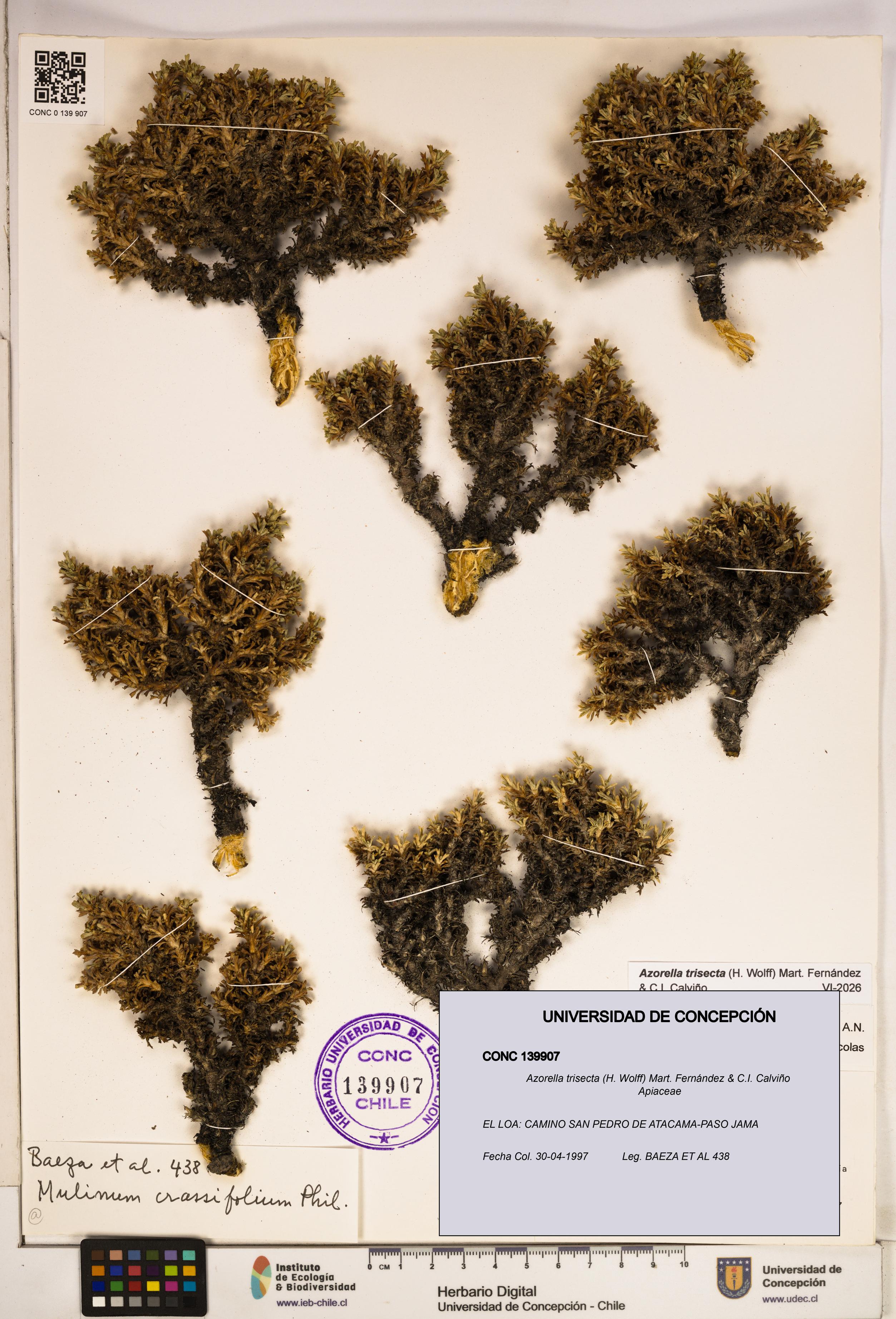 Azorella trisecta [Espécimen: ]