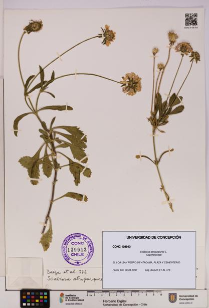 Scabiosa atropurpurea [Espécimen: UDEC:CONC:0139913]