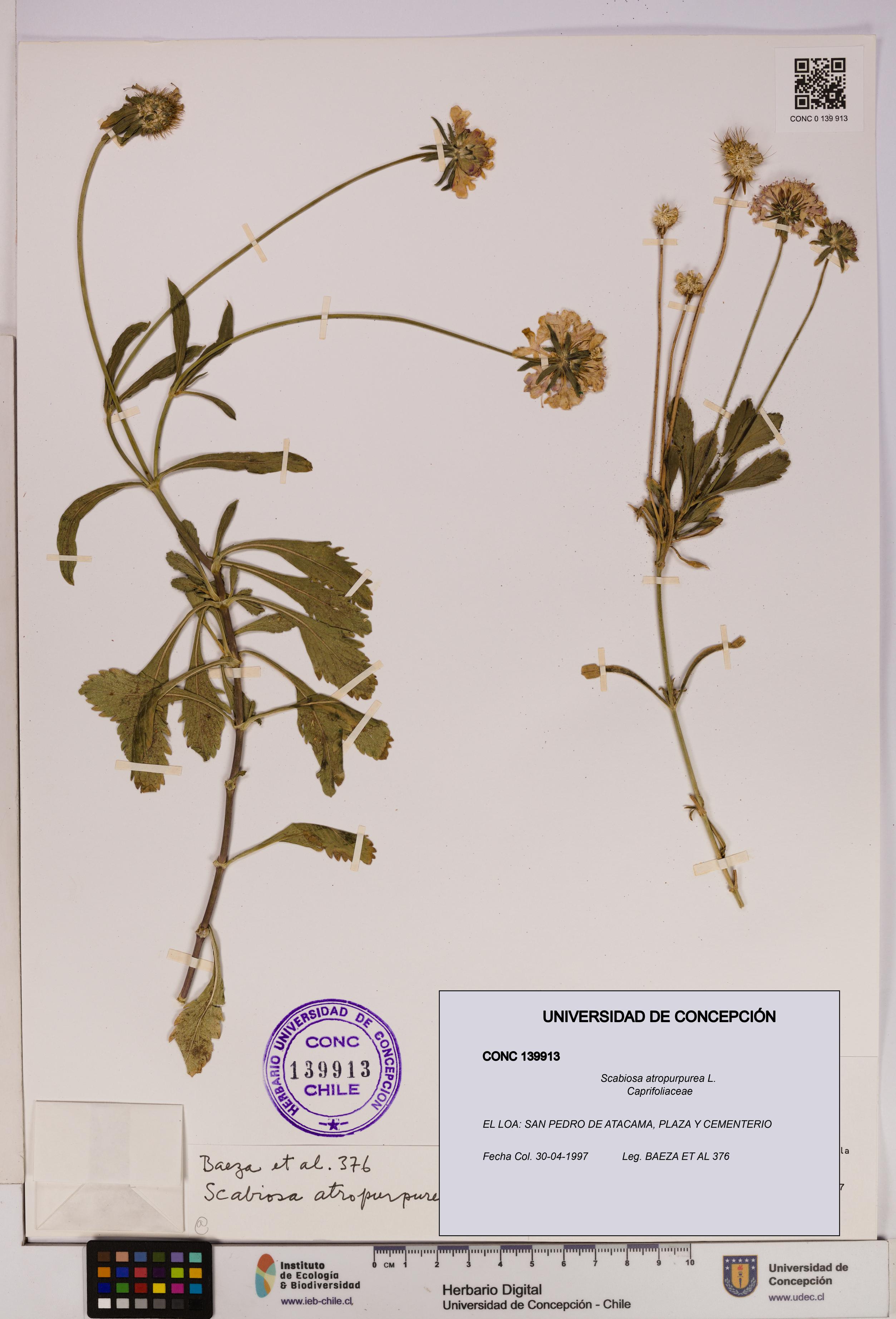 Scabiosa atropurpurea [Espécimen: UDEC:CONC:0139913]